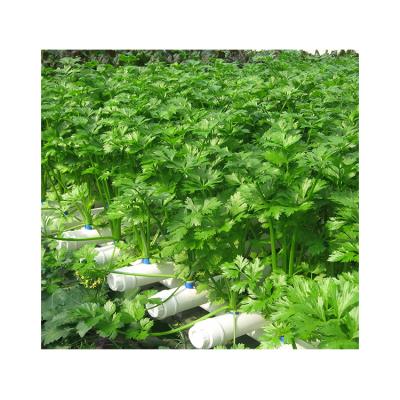 China Food Grade PVC Easy Growing Hydroponic Circle Pipe Vegetable Grow Kits Hydroponic Garden Growing System for sale