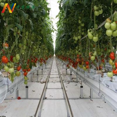 China Commercial Farms Tomato Greenhouse Agricultural Farm Equipment for sale