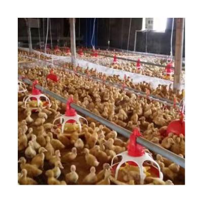 China Modern farm poultry feeder line automatic duck feeding system for sale for sale