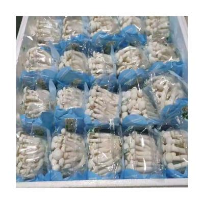 China Fresh Delicious Affordable Production Organic Fresh White Shimeji Mushroom for sale