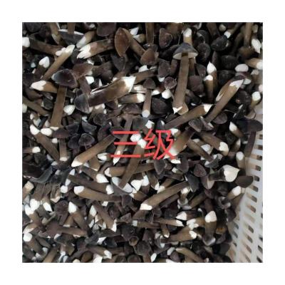 China Quality Wholesale Price Fresh Organic Collybia Albuminosa Guaranteed for sale