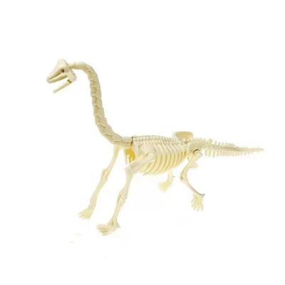 China Dinosaur Skeleton Archeology Collected Dinosaur Tyrannosaurus Rex Stegosaurus Ceratosaurus Fossil Skeleton Supratosaurus 002 for sale