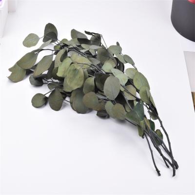 China Valentine's Day Plant Artificial Home Decor Preserved Educaleyptus Christmas Preserved Eucalyptus for sale