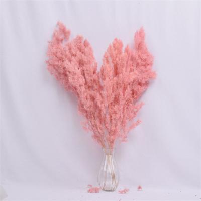 China Valentine's Day Bouquet Everlasting Long Myriocladus Asperagus Dry Flowers Preserved Home Decoration Penglaisong for sale