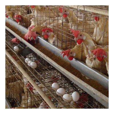 China Layer Chicken Farming Hot Dip Galvanized Steel Full Automatic Multi Tier Vertical A Type Chicken Egg Laying Cage for sale