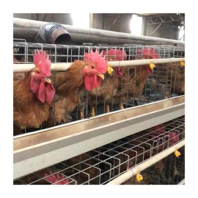 China Poultry Farms Layer Chicks Pullet Cage Industrial Popular 3X3 Hot Galvanized Rooster Cages Layer Chicken Transport Cage for sale