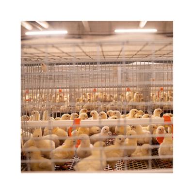 China Poultry Farms Layer Chicks Pullet Cage Poultry Farm Multi Tiers Galvanized Welded Wire Baby Chick Pullet Chickens Cage With Automatic Fertilizer Cleaning System for sale