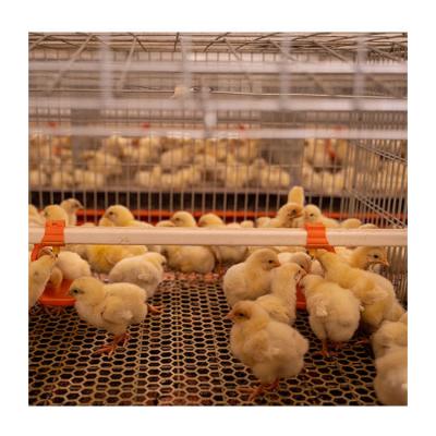 China Poultry Farms Layer Automatic Brooder Chick Battery Pullet Cage One Day Cage H Type Baby Layer Broiler Chicken Chicks for sale