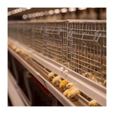 China Poultry farms layer hot sale H type chicks pullet cage price chicken cage for baby day old chicks for sale