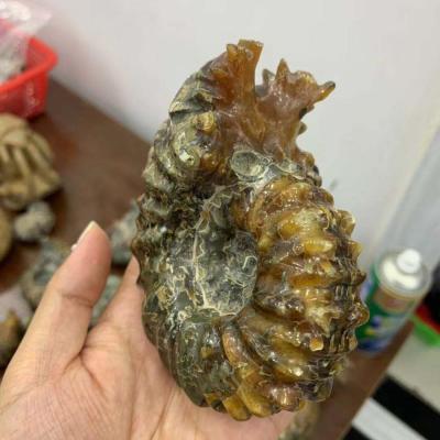 China Europe Crystal Gemstone Conch Fossil Raw Natural Healing Crystal Trophy For Decoration for sale