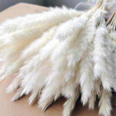 China Environmental Friendly Sell Dried Natural Pampas Grass For Decoration for sale