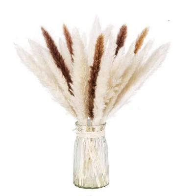 China Environmental Friendly Decoration Dried Flowers Brown White For Pampas Grass Tall Pampas Grass For Home Or Weddings Decoration for sale