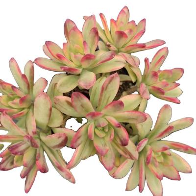 China Garden Decoration HYY003 Echeveria Minibell Varied Pots Fashionable Plastic Succulent Ornamental Succulent Plants Direct Selling for sale