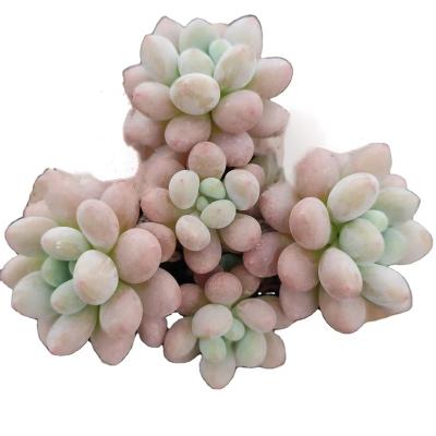 China Garden Decoration Competitive Price XQ223 Green Artificial Succulent Faux Unpotted Succulent Plant for sale