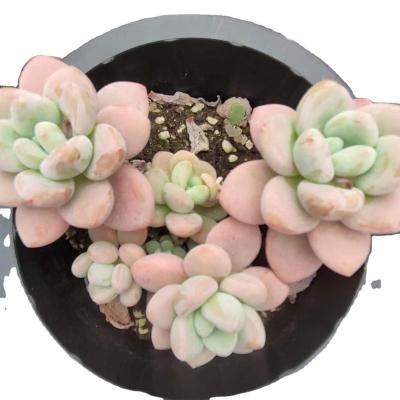 China Garden Decoration QN107 Echeveria LegendDirect Selling Fashionable Plastic Succulent Pots Ornament Succulent Plants for sale