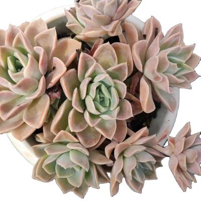 China XXP004 Echeveria Harry Watson Hot Selling Original Design Mini Artificial Succulent Garden Plants Planter for Decoration for sale