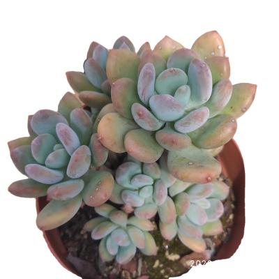 China Succulent Plants Mini Bonsai Pots For YYD004 Echeveria Cinderella Wholesale Cheap And High Quality Garden Decoration Succulents for sale