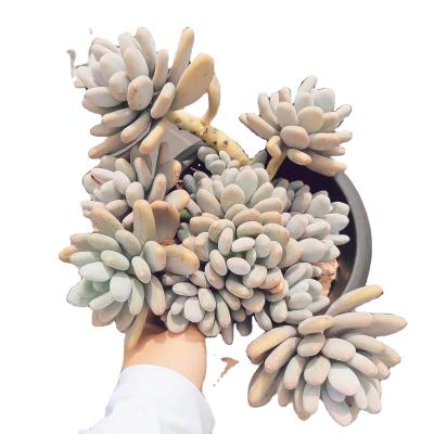 China YD002 Garden Decoration Echeveria Species Wholesale Customized Artificial Succulent Ceramic Flower Pot With Succulent Plants for sale