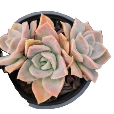 China ZX006 Echeveria Harry Watson Professional Manufacture Succulent Plant Pots Plastic Artificial Succulents Garden Decoration Funny Small for sale