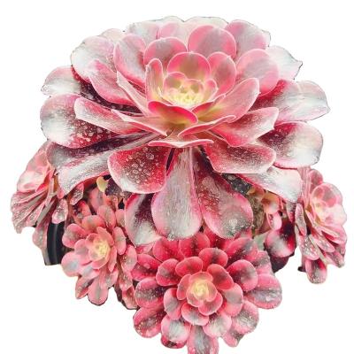 China YF007 Garden Decoration Aeonium Jellyfish Varied Manufacturing Professional Design Factories Faux Succulents Potted Succulents for sale