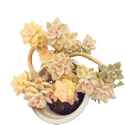 China Garden Decoration YD007 Echeveria Titubans Varied Hot Sale Wholesale Mini Succulent Plant Decorative Simulation Artificial Succulents for sale