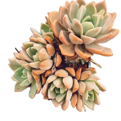 China Professional Garden Decoration YD005 Echeveria Rose Plant Succulents Flower Pots Mini Plastic Artificial Succulent Plants Pretty for sale