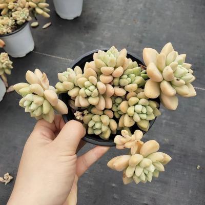 China Garden Decoration YD003 Echeveria Species High Quality Funny Succulent Pots Artificial Succulent Plants Small for sale