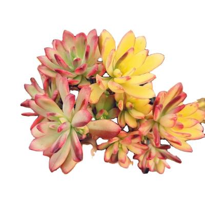 China High Quality Artificial Succulent Plants Mini Succulent Potted Plants From Garden Decoration YD001 Echeveria Minibell China Manufacturer for sale