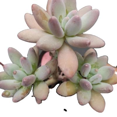 China Garden Decoration XQ184 Echeveria Apple Direct Selling Artificial Succulent Plants Large Unpotted Artificial Succulents for sale