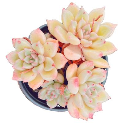 China Garden Decoration SKL058 Echeveria Arijie Direct Selling Home Plants And Succulents Plastic Ornament Succulent Plants for sale