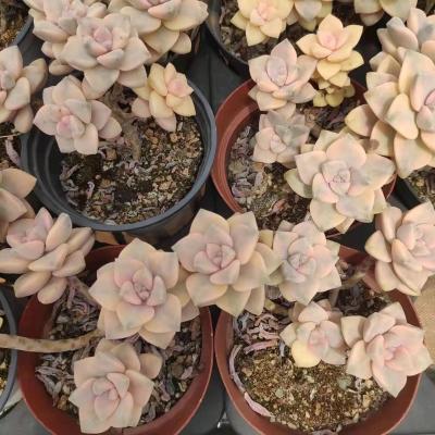 China RC007 Echeveria Titubans Garden Decoration Varied Pots Fashionable Plastic Succulent Ornamental Succulent Plants Direct Selling for sale