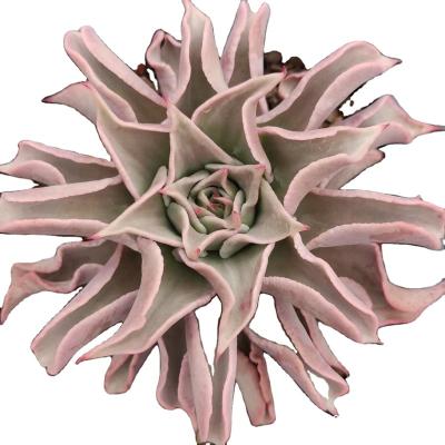 China New Design Wholesale New Design Garden Decoration FJ016 Echeveria Madiba Artificial Succulent Plants and Succulents Large in Pots for sale