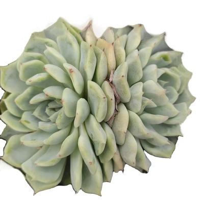 China Professional Plant Size Succulents ZSM041Echeveria RasIm Lake Artificial Succulents Garden Decoration Set Large For Sale for sale