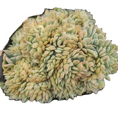 China Wholesale HHH008 High Quality Plastic Succulent Plants Mini Succulent Artificial Resin And Garden Decoration for sale