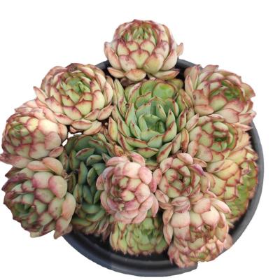 China 2022 Hot Selling Flower SKL088 Mini Artificial Succulent Plant Plastic Garden Decoration Succulent for sale