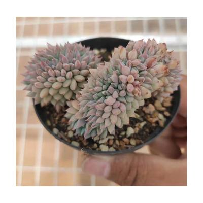 China Garden Decoration Wholesale RC005 Artificial Purple Succulent Plants Decorative Artificial Succulents for sale