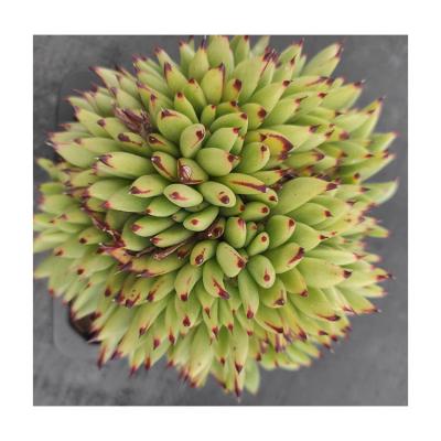 China Garden Decoration Wholesale HHH003 Plastic Succulent Plants Artificial Succulent Plant Large for sale