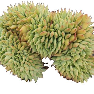 China Hot Wholesale HHH009 Mini Potted Artificial Succulent Succulent Plants Garden Decoration Selling Succulent Plants for sale