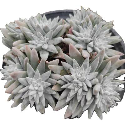 China Garden Decoration Wholesale XXX011 Cute Succulent Planters Round Stone Artificial Plants and Artificial Succulents for sale