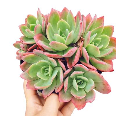 China YD014 Echeveria Luella Wholesale Cute Succulent Garden Decoration Round Stone Artificial Plants and plsnts artificial succulents for sale