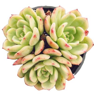 China Garden Decoration YD015 Echeveria Shalmon Professional Plant Artificial Succulent Plants Set Large Size Succulents For Sale for sale