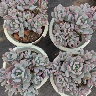 China Succulent plants Mini Bonsai Artificial Succulent of garden decoration XXP007 Echeveria Cinderella China Factory Super Quality for sale