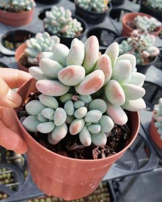 China Garden Decoration TS088 Echeveria Wholesale Legend Mini Succulent Artificial Resin High Quality Plastic Succulent Plants for sale