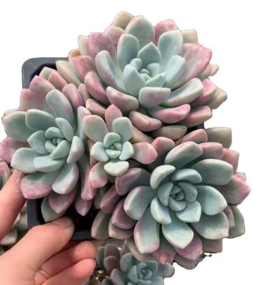 China Garden Decoration TS086 Echeveria Spot Deer Sells Large Plastic Succulent Plants Artificial Succulent Wholesale Plant for sale