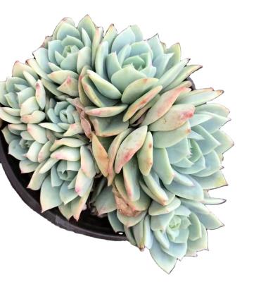 China Garden Decoration TS087 Echeveria Love TuneProfessional Artificial Succulent Plants Set Large Size Succulents For Sale for sale