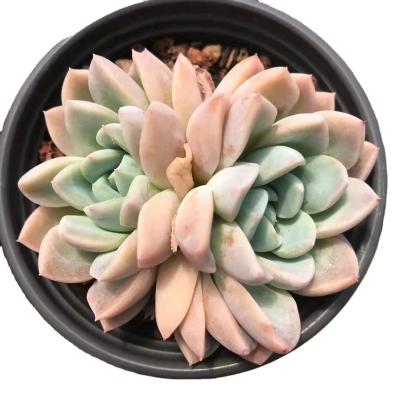 China Annie China Manufacturer Factory Artificial Potted Succulents Garden Decoration TS095 Echeveria Dream Succulent for sale