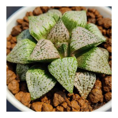 China Professional Succulent Home Decor Gift Garden Decoration Design H140 Artificial Succulents Flower for sale