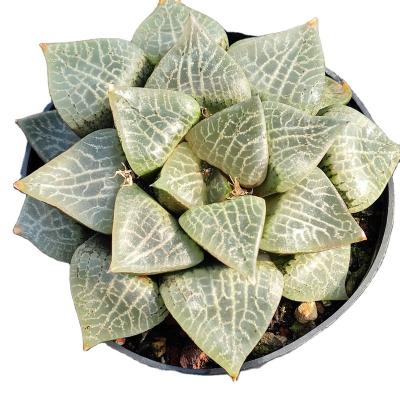 China Garden Decoration Wholesale Cheap Artificial Succulents H173 In Pots Plastic Succulent Plants for sale