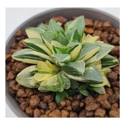 China Garden Decoration Plant Direct Artificial Succulents H178 Plants With Potted Plants Succulents for sale