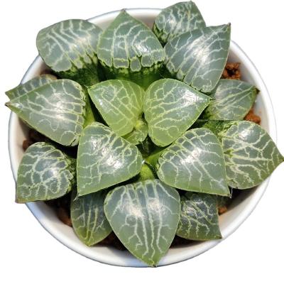 China High Quality Commercial Succulent Garden Decoration H58 Artificial Flower Plant for sale